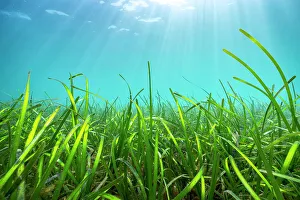 Alismatales Prints: Sunrays penetrating a Seagrass meadow (Zostera Marina) Helford River