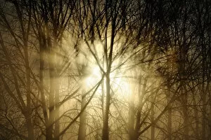 Sunrise breaking through misty woodland. Wales, UK, December. Did you know? There are 303