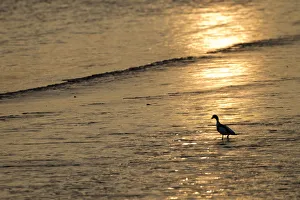 Mudflats Prints: Sunrise over coastal mudflats with Shelduck feeding (Tadorna tadorna)