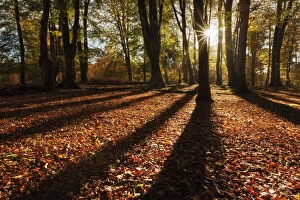 Images Dated 3rd July 2012: Sunrise through deciduous woodland with beech trees casting long shadows. Bolderwood