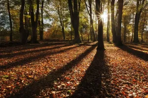 Peaceful Prints: Sunrise through deciduous woodland with beech trees casting long shadows. Bolderwood
