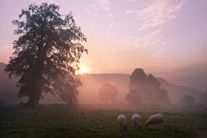 Sunrise over fields with sheep grazing near Cromford, Derbyshire Dales, UK, September 2010