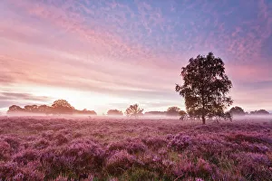 Heather Prints: Sunrise with fog over heather landscape