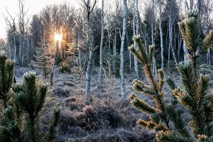 Conifers Prints: Sunrise over frosty moorland with birches and pine trees