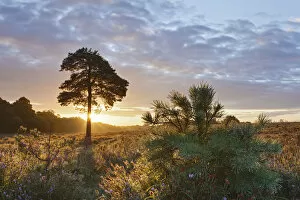 Images Dated 8th August 2011: Sunrise on Hatchet Moor, New Forest National Park, Hampshire, England, UK, August 2011