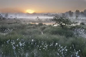 Poales Collection: Sunrise over Klein Schietveld heathland with Cottongrass (Eriophorum) Brasschaat, Belgium