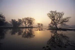 Images Dated 15th March 2006: Sunrise over lake, Keoladeo Ghana / Bharatpur NP, Rajasthan, India