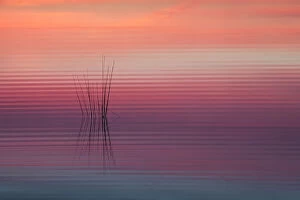 Castelein 100 Landscapes Collection: Sunrise reflected in water with ripples, Klein Schietveld, Brasschaat, Belgium