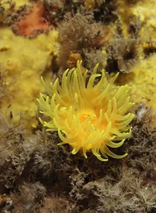 Cnidarians Prints: Sunset cup coral / Yellow cave coral (Leptopsammia pruvoti), on sponge covered rock face