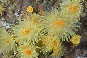 Anthozoans Gallery: Sunset Cup / Yellow Cave Coral (Leptopsammia pruvoti) Channel Islands, UK, June