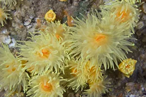 Anthozoans Gallery: Sunset Cup / Yellow Cave Coral (Leptopsammia pruvoti) Channel Islands, UK, June