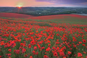 Sunset over fields of Common poppies (Papaver rhoeas) South Downs, West Sussex, England. June 2009