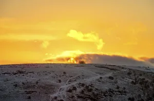 Images Dated 16th April 2021: Sunset on Hergest Ridge on planted hilltop Monkey Puzzle trees (Araucaria araucana)