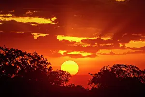 Golden Prints: Sunset over the plains, Masai-Mara game reserve, Kenya. August, 2023