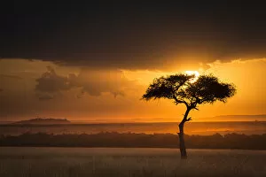 Tranquility Collection: Sunset over savanna landscape image with a lone (Acacia) tree, Masai Mara NR, Kenya