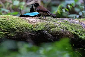 Paradisaeidae Prints: Superb bird of paradise (Lophorina superba) male