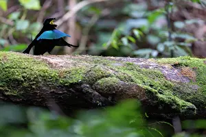 Paradisaeidae Prints: Superb bird of paradise (Lophorina superba) male
