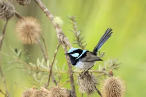 Australia Collection: Superb Fairy Wren (Malurus cyaneus) male, Tasmania, Australia