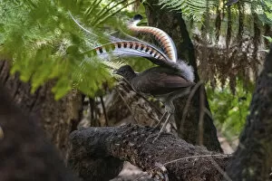 Images Dated 8th June 2021: Superb lyrebird (Menura novaehollandiae) male in partial display perched in Tree fern