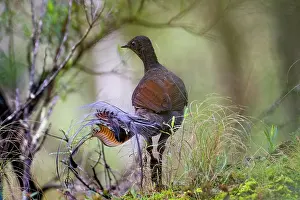 Rear View Prints: Superb lyrebird (Menura novaehollandiae) male