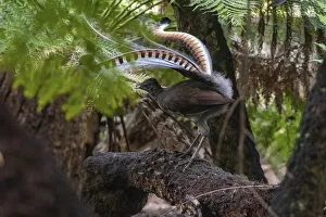 Pteridophytina Prints: Superb lyrebird (Menura novaehollandiae) male in partial display perched in Tree fern