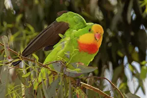 Myrtaceae Prints: Superb parrot (Polytelis swainsoni) male