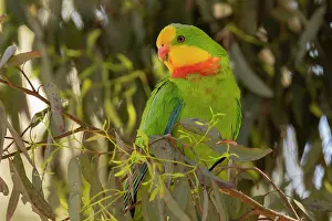 Myrtaceae Prints: Superb parrot (Polytelis swainsoni) male