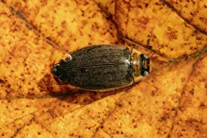 Rhinotia Prints: Supertramp beetle (Rhantus suturalis) resting on leaf