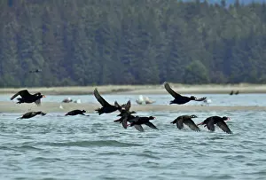 Seaduck Prints: Surf scoters (Melanitta perspicillata) in flight