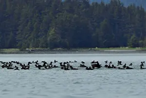 Seaduck Prints: Surf scoters (Melanitta perspicillata) flock on water, Juneau, Alaska, USA. May