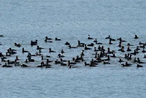 Seaduck Prints: Surf scoters (Melanitta perspicillata) flock on water, Juneau, Alaska, USA. May