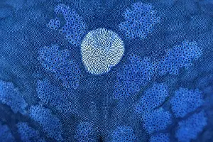 Papua New Guinea Prints: Detail of the surface of a Blue sea star (Linckia laevigata) showing the white madreporite