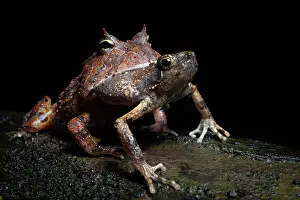 Peru Prints: Surinam horned frog (Ceratophrys cornuta) swallowing frog prey in rainforest at night