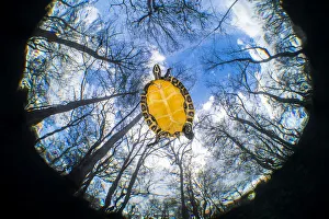 Suwanee freshwater turtle (Pseudemys concinna suwanniensis