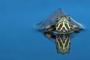 Submerging Prints: Suwannee river cooter freshwater turtle (Pseudemys concinna) half submerged in water