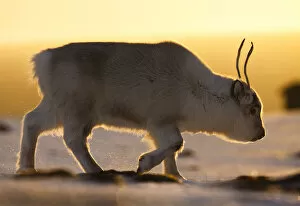2018 August Highlights Collection: Svalbard reindeer (Rangifer tarandus platyrhynchus) walking in golden light. Svalbard, Norway