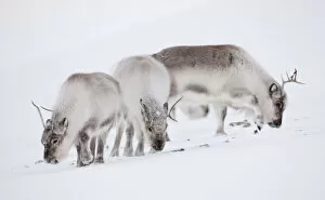 Images Dated 26th March 2009: Three Svalbard reindeer (Rangifer tarandus platyrhynchus) grazing, Spitsbergen, Svalbard
