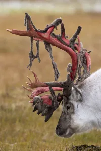 Reindeer Prints: Svalbard reindeer (Rangifer tarandus platyrhynchus) with bloody antlers shedding velvet
