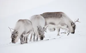 Three Svalbard reindeer (Rangifer tarandus platyrhynchus) grazing, Spitsbergen, Svalbard