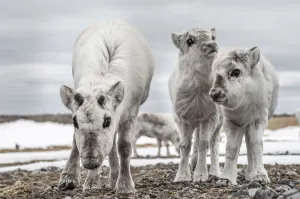 Svalbard reindeer (Rangifer tarandus platyrhynchus) mother and calves, Svalbard, Norway