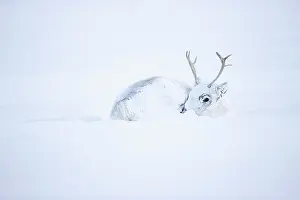 Camouflage Prints: Svalbard reindeer (Rangifer tarandus platyrhynchus) resting covered in snow
