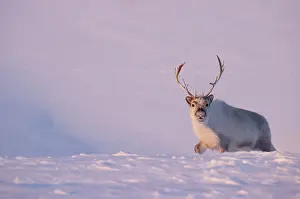 Reindeer Prints: Svalbard reindeer (Rangifer tarandus platyrhynchus) walking in deep snow in evening light