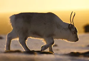 Svalbard reindeer (Rangifer tarandus platyrhynchus) walking in golden light. Svalbard, Norway