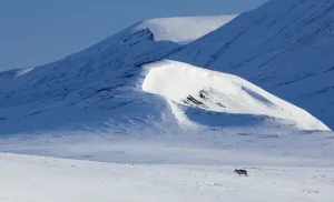 Ole Jorgen Liodden Prints: Svalbard reindeer (Rangifer tarandus platyrhynchus) walking through snow, Spitsbergen