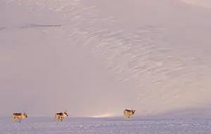 Reindeer Prints: Three Svalbard reindeers (Rangifer tarandus platyrhynchus) walking in snow in beautiful light