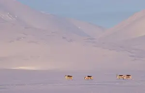 Reindeer Prints: Four Svalbard reindeers (Rangifer tarandus platyrhynchus) walking over snowy landscape