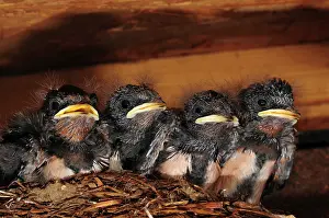 Side By Side Prints: Four Swallow (Hirundo rustica) chicks in nest, Dorset, England, UK. July
