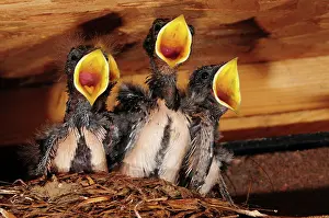 Begging Prints: Four Swallow (Hirundo rustica) chicks in nest begging for food, Dorset, England, UK. July