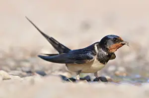 Collecting Prints: Swallow (Hirundo rustica) gathering mud from a puddle for nest construction in dry weather