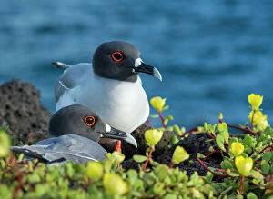 Catalogue10 Gallery: Swallow-tailed gull (Creagrus furcatus) Plazas Island, Galapagos